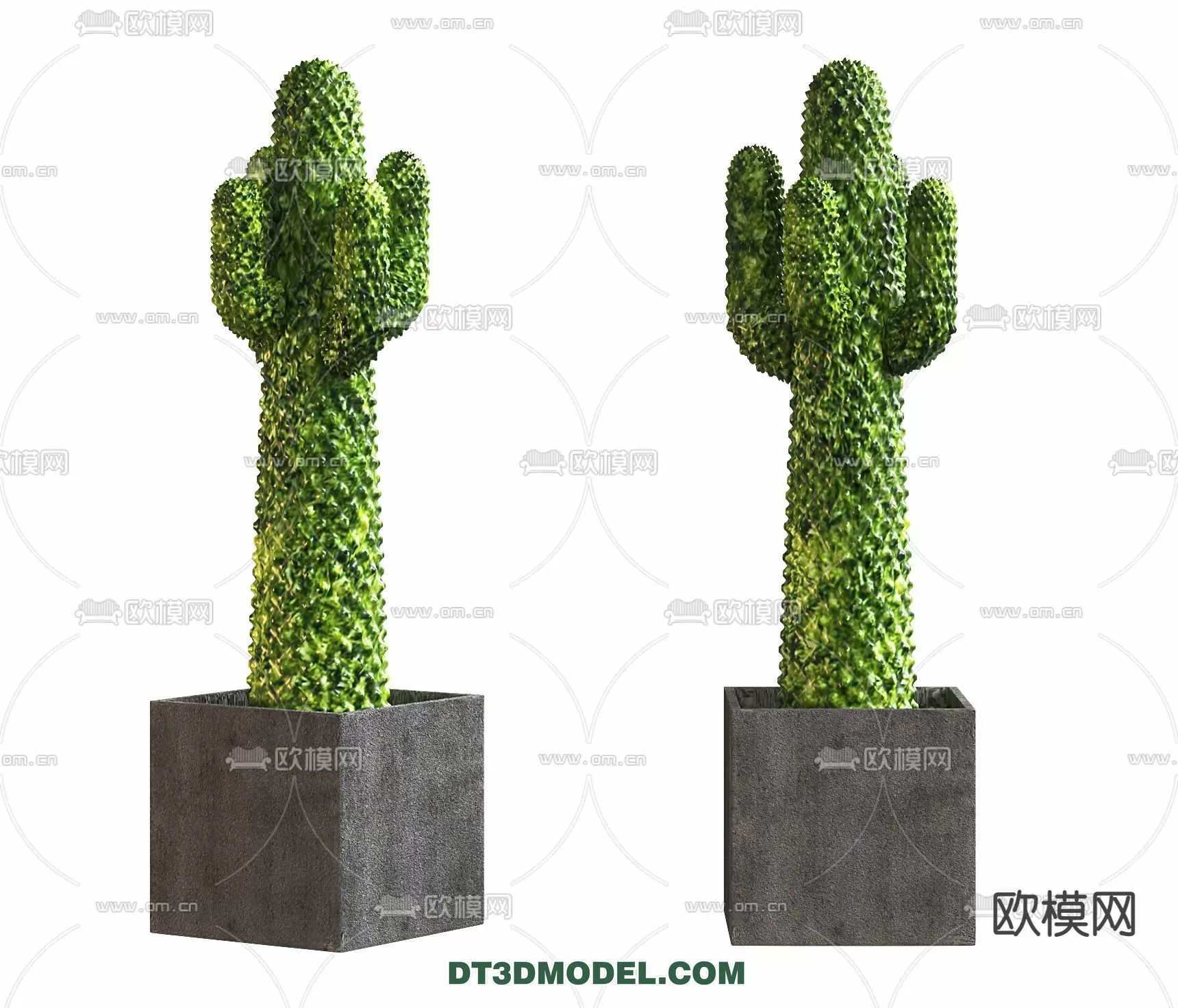 PLANT – CACTUS 3DMODELS – 099