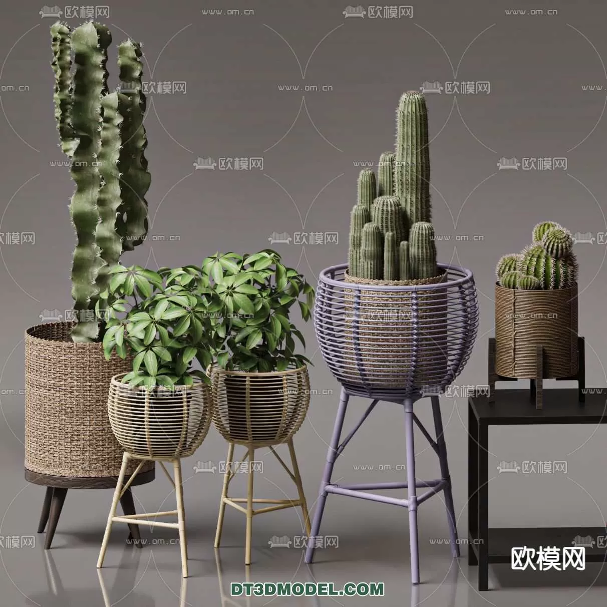 PLANT – CACTUS 3DMODELS – 104