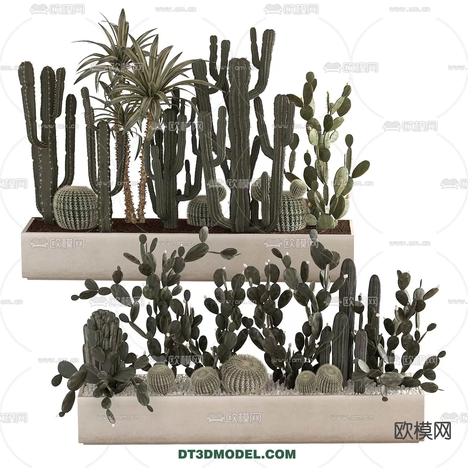 PLANT – CACTUS 3DMODELS – 106