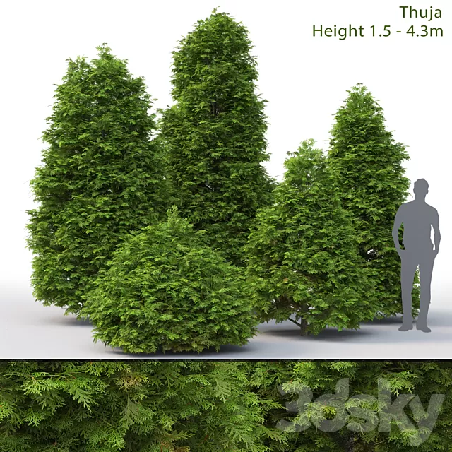 Plants – Flowers – 3D Models Download – 0272 Plants – Flowers – 3D Models Download – 0272