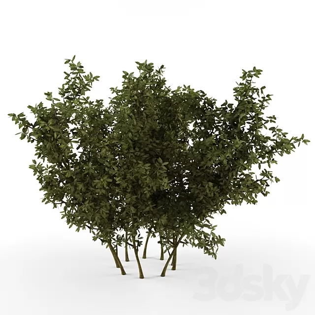 Plants – Flowers – 3D Models Download – 0288 Plants – Flowers – 3D Models Download – 0288