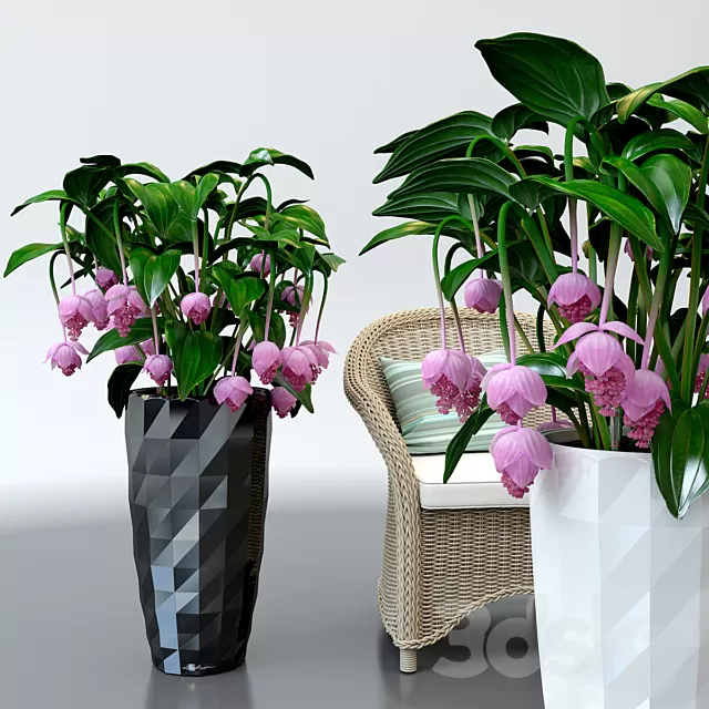 Plants – Flowers – 3D Models Download – 0296 Plants – Flowers – 3D Models Download – 0296