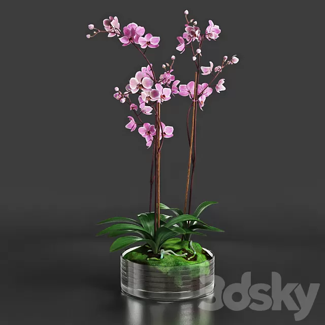 Plants – Flowers – 3D Models Download – 0330 Plants – Flowers – 3D Models Download – 0330