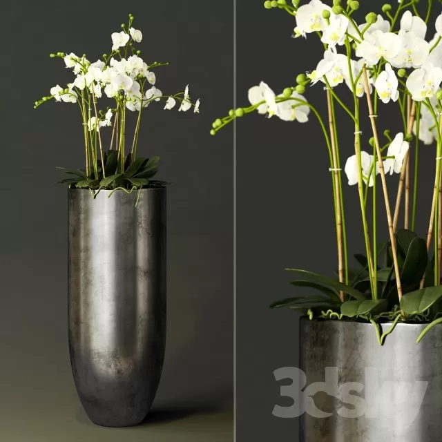 Plants – Flowers – 3D Models Download – 0367 Plants – Flowers – 3D Models Download – 0367
