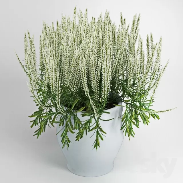 Plants – Flowers – 3D Models Download – 0480 Plants – Flowers – 3D Models Download – 0480