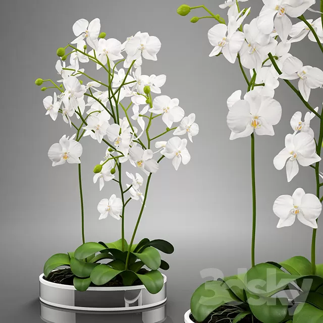 Plants – Flowers – 3D Models Download – 0543 Plants – Flowers – 3D Models Download – 0543