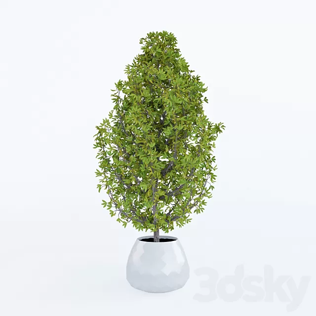 Plants – Flowers – 3D Models Download – 0636 Plants – Flowers – 3D Models Download – 0636