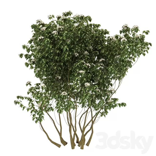 Plants – Flowers – 3D Models Download – 0769