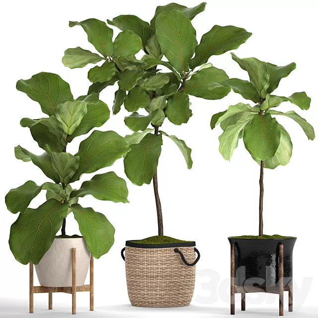 Plants – Flowers – 3D Models Download – A collection of plants in pots. 57