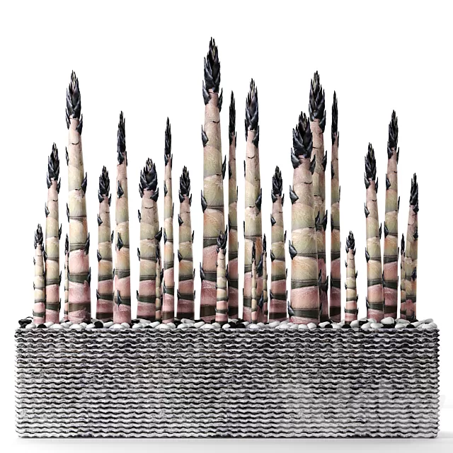 Plants – Flowers – 3D Models Download – Bamboo. Bamboo shoots; china; japan; decorative