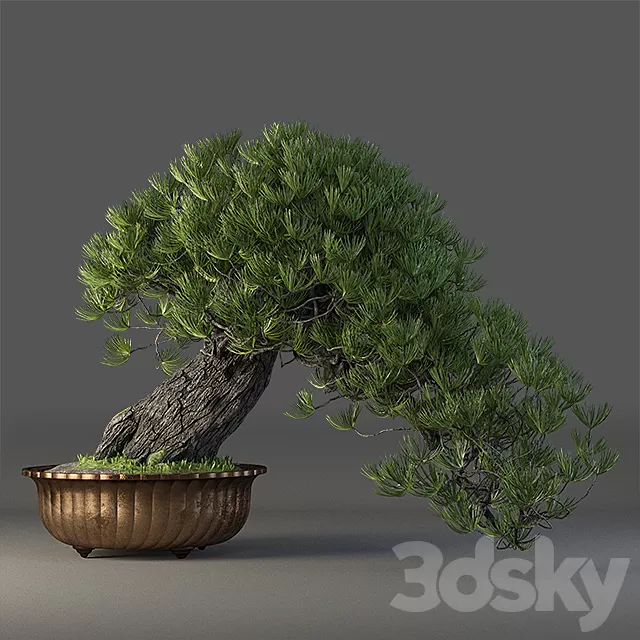 Plants – Flowers – 3D Models Download – Bonsai 3D Model