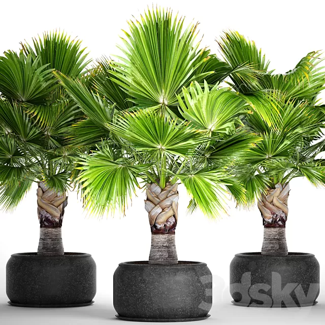 Plants – Flowers – 3D Models Download – Brahea PALM  3D MAX 2011