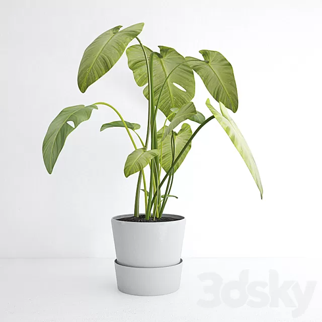 Plants – Flowers – 3D Models Download – Calla leaves in a pot Plants – Flowers – 3D Models Download – Calla leaves in a pot