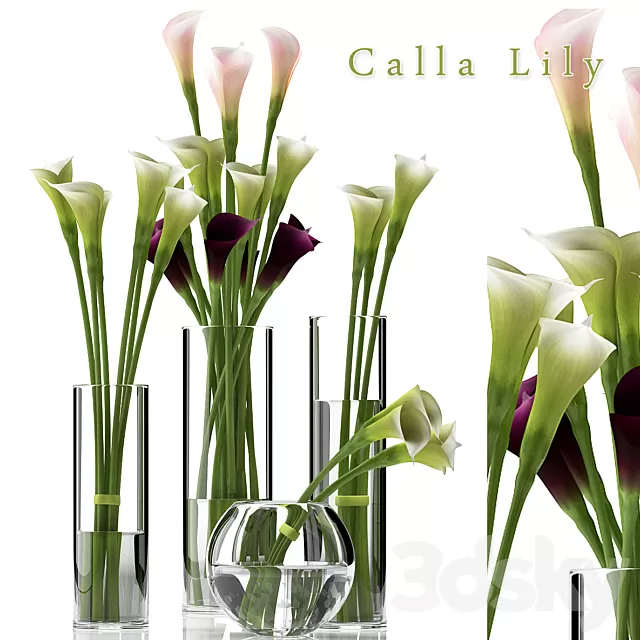 Plants – Flowers – 3D Models Download – CALLA LILY 2 Plants – Flowers – 3D Models Download – CALLA LILY 2