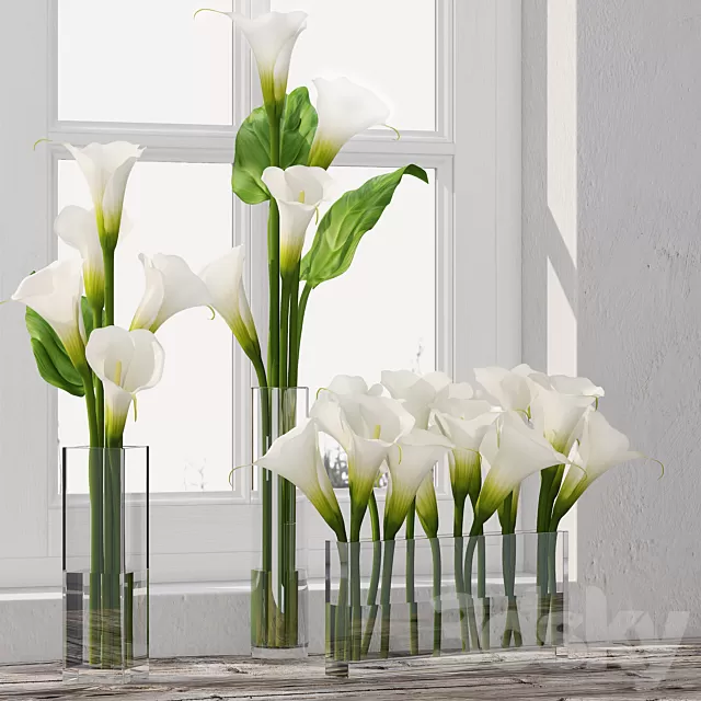 Plants – Flowers – 3D Models Download – Calla Lily 5 (2011; fbx) Plants – Flowers – 3D Models Download – Calla Lily 5 (2011; fbx)
