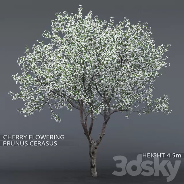 Plants – Flowers – 3D Models Download – Cherry blossoming # 1 Plants – Flowers – 3D Models Download – Cherry blossoming # 1