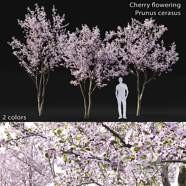 Plants – Flowers – 3D Models Download – Cherry flowering Height 5.1 – 6.1 m Plants – Flowers – 3D Models Download – Cherry flowering Height 5.1 – 6.1 m