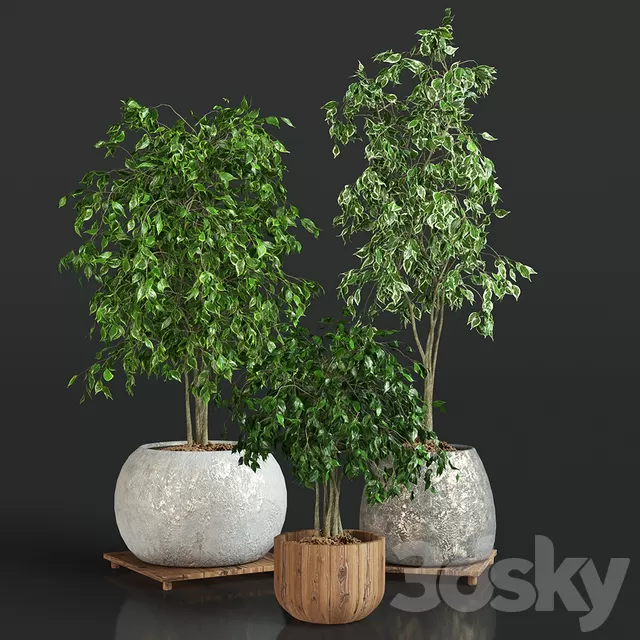 Plants – Flowers – 3D Models Download – Collection of plants 1 ficus Plants – Flowers – 3D Models Download – Collection of plants 1 ficus