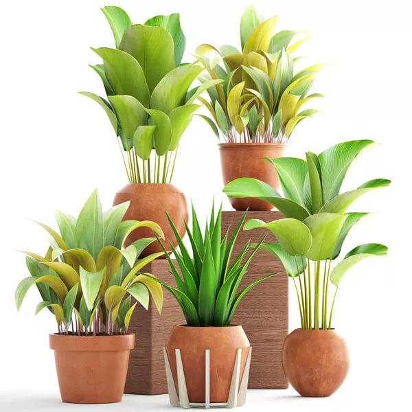 Plants – Flowers – 3D Models Download – Collection of plants 172. Clay pots (max 2011; obj) Plants – Flowers – 3D Models Download – Collection of plants 172. Clay pots (max 2011; obj)