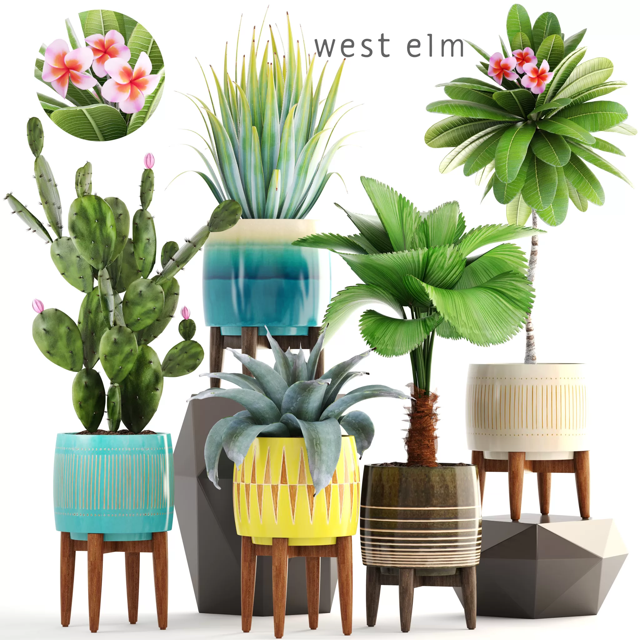 Plants – Flowers – 3D Models Download – Collection of plants 179 (West Elm) Plants – Flowers – 3D Models Download – Collection of plants 179 (West Elm)