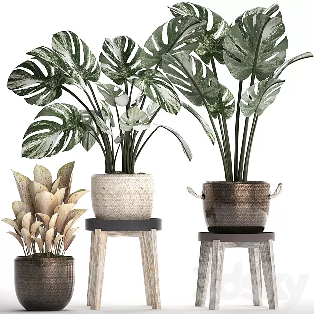 Plants – Flowers – 3D Models Download – Collection of Plants 450 (Monstera) Plants – Flowers – 3D Models Download – Collection of Plants 450 (Monstera)