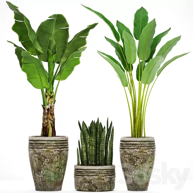 Plants – Flowers – 3D Models Download – Collection of plants in pots 37 Plants – Flowers – 3D Models Download – Collection of plants in pots 37