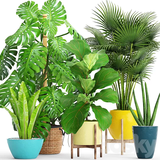 Plants – Flowers – 3D Models Download – Collection of plants with monstera Plants – Flowers – 3D Models Download – Collection of plants with monstera