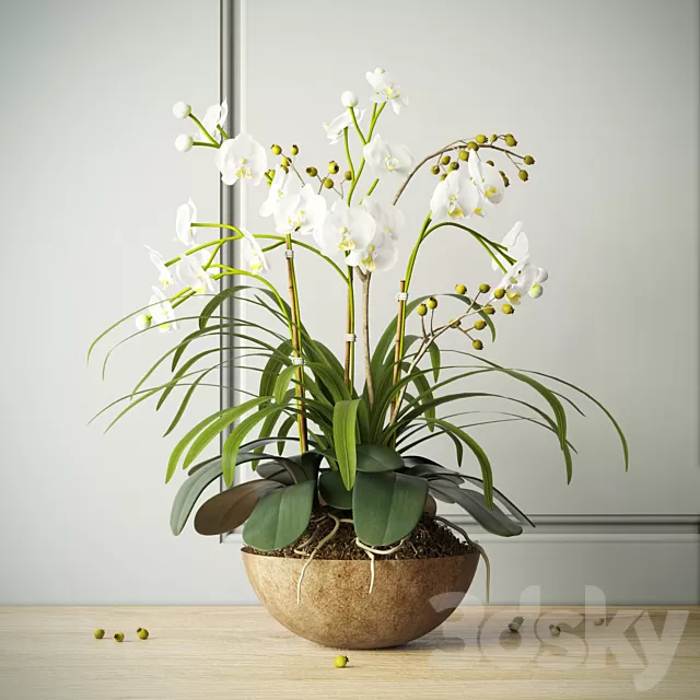 Plants – Flowers – 3D Models Download – Composition with orchids Plants – Flowers – 3D Models Download – Composition with orchids