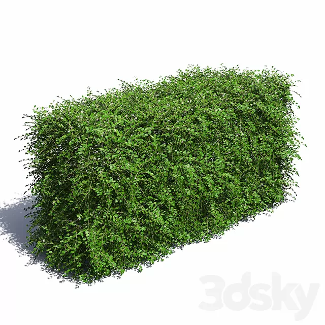 Plants – Flowers – 3D Models Download – Cotoneaster Hedge with Flowers 3D model Plants – Flowers – 3D Models Download – Cotoneaster Hedge with Flowers 3D model
