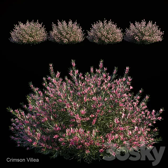 Plants – Flowers – 3D Models Download – Crimson villea (max; fbx) Plants – Flowers – 3D Models Download – Crimson villea (max; fbx)