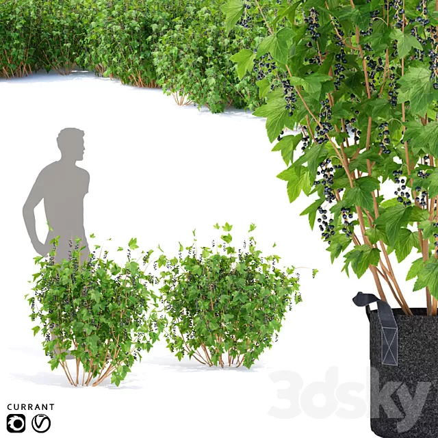 Plants – Flowers – 3D Models Download – Currant bushes Plants – Flowers – 3D Models Download – Currant bushes
