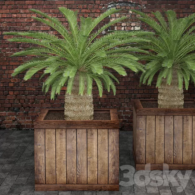 Plants – Flowers – 3D Models Download – Cycas plant Plants – Flowers – 3D Models Download – Cycas plant