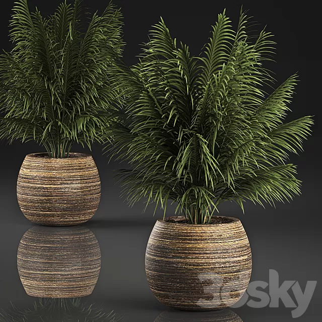 Plants – Flowers – 3D Models Download – Decorative Palm In A Basket Plants – Flowers – 3D Models Download – Decorative Palm In A Basket