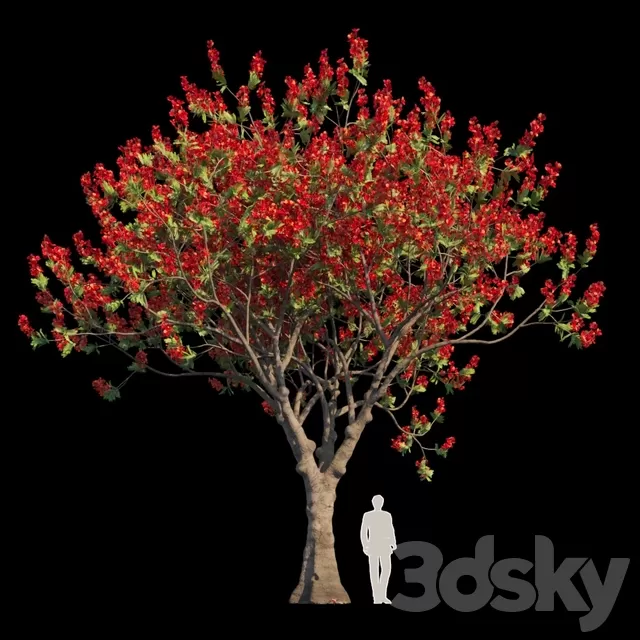 Plants – Flowers – 3D Models Download – Delonix Regia Flamboyant Tree Plants – Flowers – 3D Models Download – Delonix Regia Flamboyant Tree