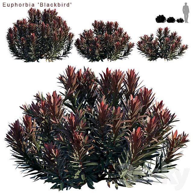 Plants – Flowers – 3D Models Download – Euphorbia Blackbird Cushion spurge (max; fbx) Plants – Flowers – 3D Models Download – Euphorbia Blackbird Cushion spurge (max; fbx)
