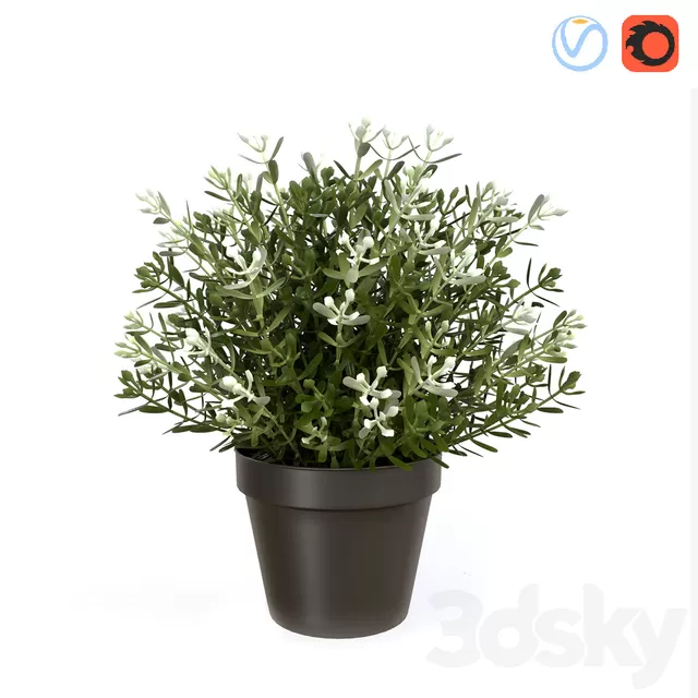 Plants – Flowers – 3D Models Download – Fake Thyme Plants – Flowers – 3D Models Download – Fake Thyme