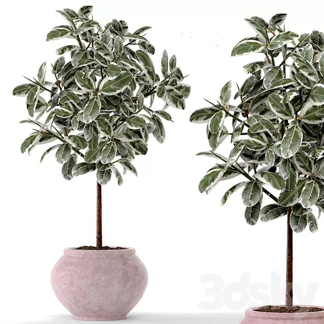Plants – Flowers – 3D Models Download – FICUS 2 BIG (3D MAX 2011; fbx) Plants – Flowers – 3D Models Download – FICUS 2 BIG (3D MAX 2011; fbx)