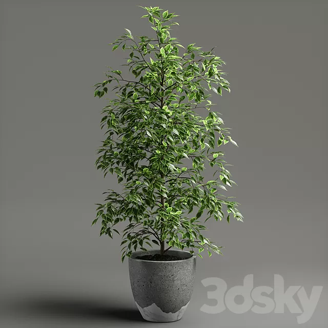 Plants – Flowers – 3D Models Download – Ficus benjamina Plants – Flowers – 3D Models Download – Ficus benjamina