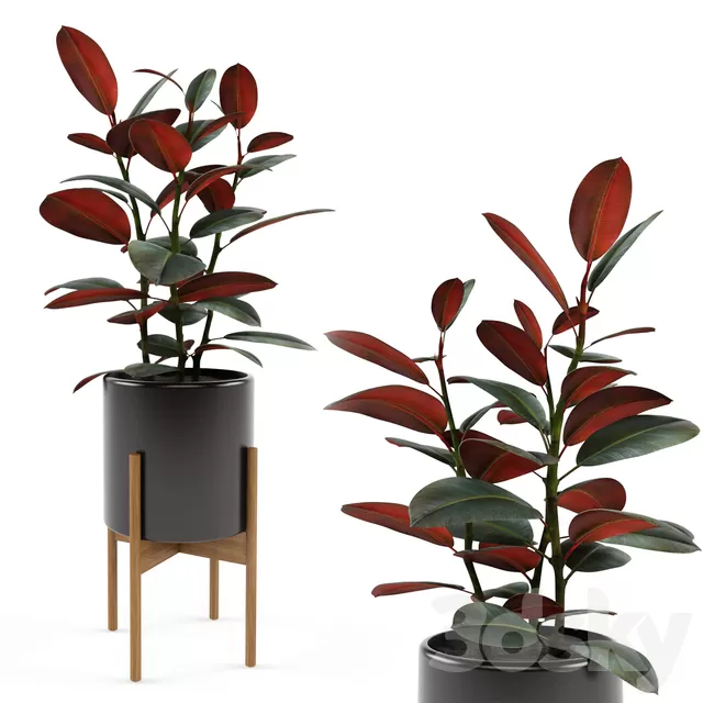 Plants – Flowers – 3D Models Download – Ficus elastica Black Prince (max; fbx) Plants – Flowers – 3D Models Download – Ficus elastica Black Prince (max; fbx)