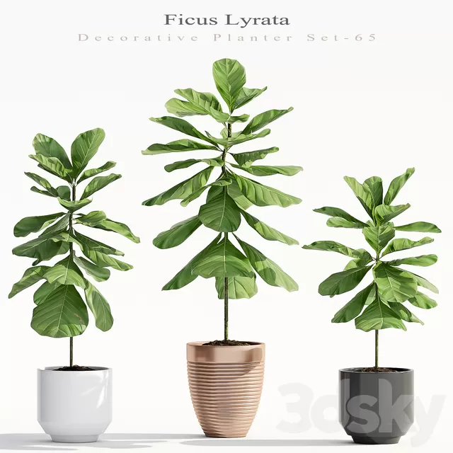 Plants – Flowers – 3D Models Download – Ficus Lyrata (Plant 65) Plants – Flowers – 3D Models Download – Ficus Lyrata (Plant 65)