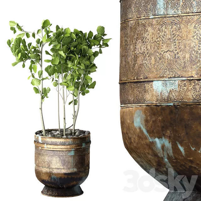 Plants – Flowers – 3D Models Download – Ficus Lyrata Plants – Flowers – 3D Models Download – Ficus Lyrata