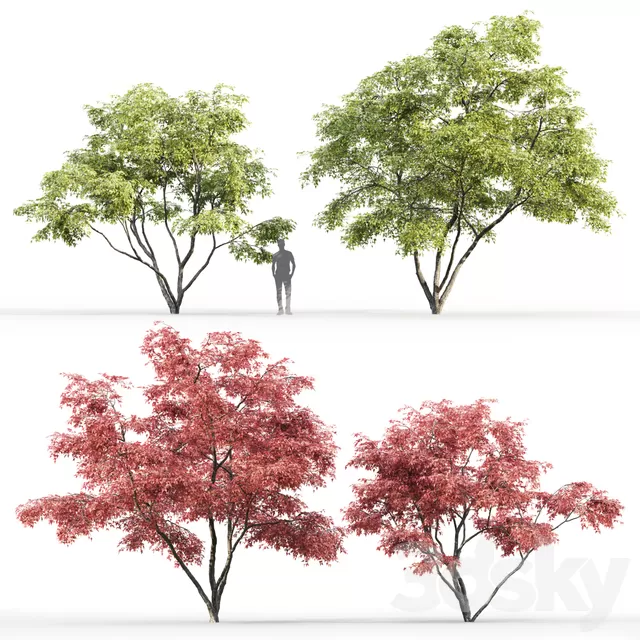 Plants – Flowers – 3D Models Download – Ginnala Maple Acer Ginnala # 2 Plants – Flowers – 3D Models Download – Ginnala Maple Acer Ginnala # 2