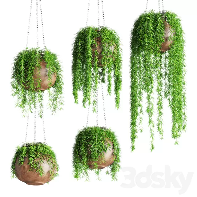 Plants – Flowers – 3D Models Download – Hanging plants in pots Plants – Flowers – 3D Models Download – Hanging plants in pots