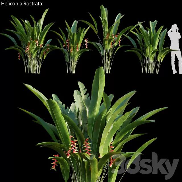 Plants – Flowers – 3D Models Download – Heliconia Rostrata 01 Plants – Flowers – 3D Models Download – Heliconia Rostrata 01
