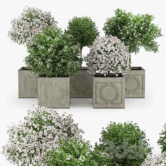 Plants – Flowers – 3D Models Download – Hibiscus White Plants – Flowers – 3D Models Download – Hibiscus White