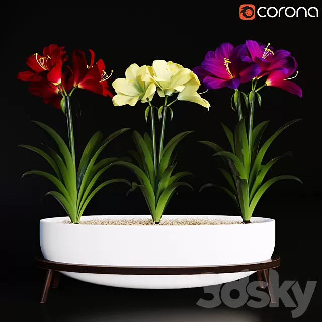 Plants – Flowers – 3D Models Download – Hippeastrum Plants – Flowers – 3D Models Download – Hippeastrum