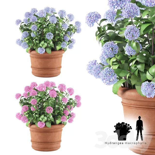Plants – Flowers – 3D Models Download – Hortense in a plant Hydrangea macrophylla Plants – Flowers – 3D Models Download – Hortense in a plant Hydrangea macrophylla