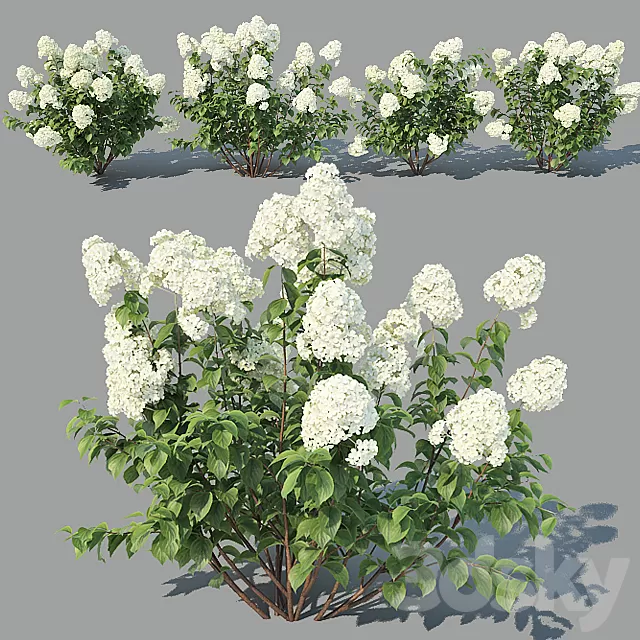 Plants – Flowers – 3D Models Download – Hydrangea Paniculata 4 variations Plants – Flowers – 3D Models Download – Hydrangea Paniculata 4 variations