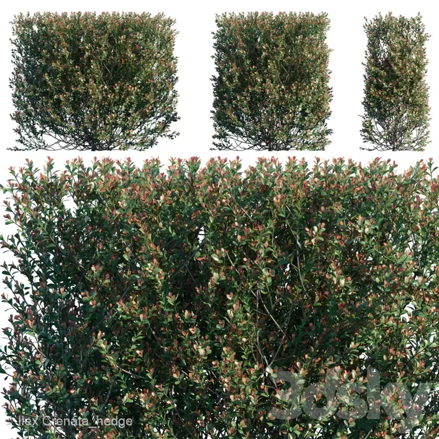 Plants – Flowers – 3D Models Download – Ilex Crenata hedge (max; fbx) 3d model Plants – Flowers – 3D Models Download – Ilex Crenata hedge (max; fbx) 3d model