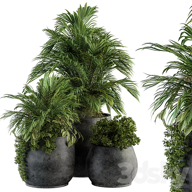 Plants – Flowers – 3D Models Download – Indoor Plant Set 113 – Black Pot Plants – Flowers – 3D Models Download – Indoor Plant Set 113 – Black Pot